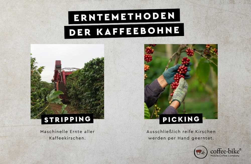 Infografik zeigt die Unterschiede bei der Kaffeeernte: selektives Picking versus maschinelles oder komplettes Stripping.