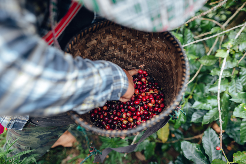 Bauer bei der Ernte von Arabica- und Robusta-Kaffeebohnen auf einer Kaffeeplantage.