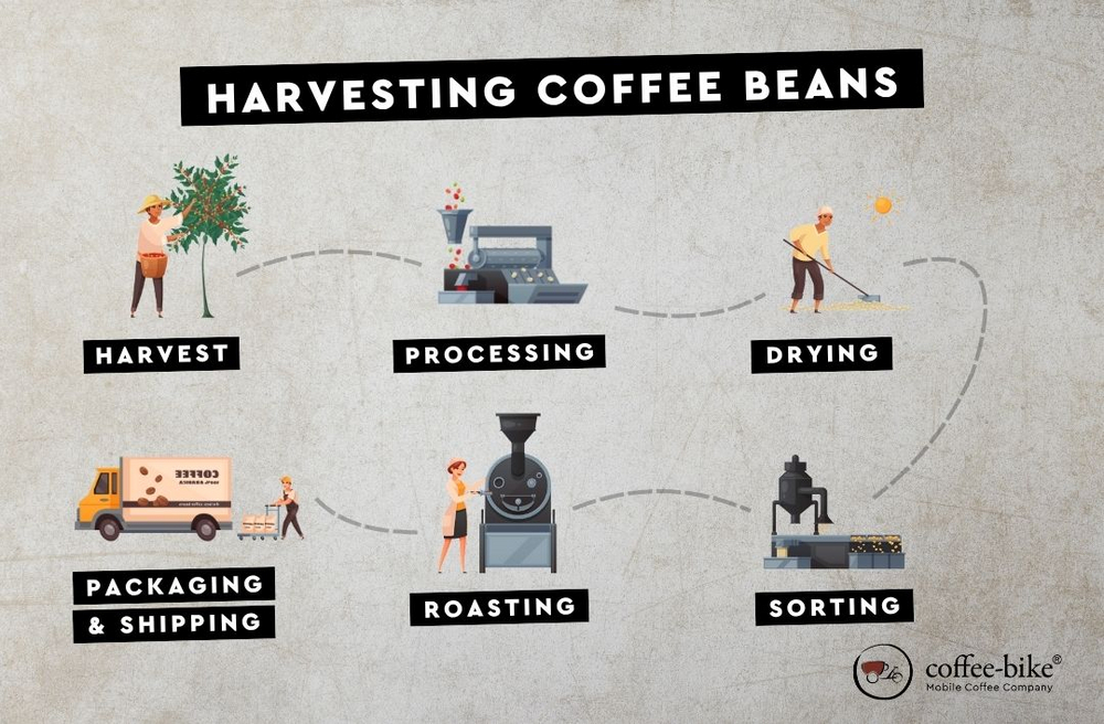 Infographic showing the coffee harvest process from picking and processing to drying, roasting, and delivery.