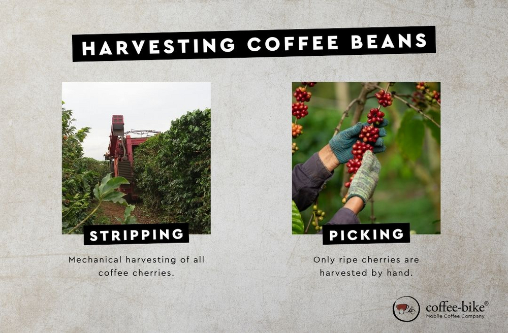 Infographic illustrating the differences in coffee harvesting: selective picking versus mechanical or full stripping.