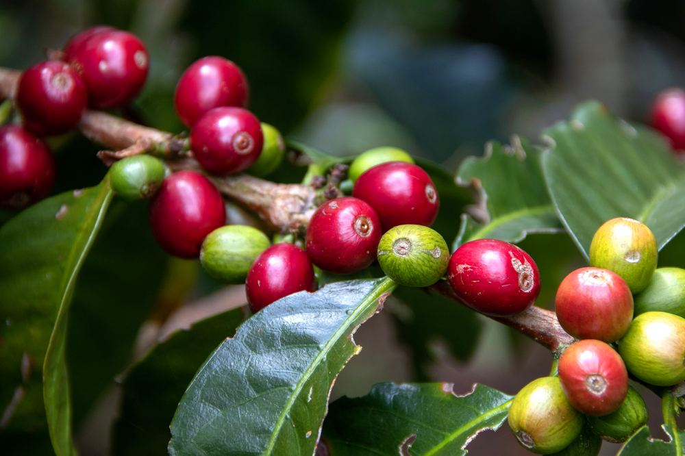 Coffee cherries on a plant, showing green and ripe red fruits selected for harvest.