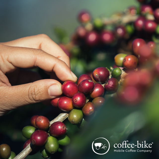 Kaffeepflanze und Kaffeeanbau.