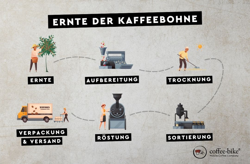 Infografik zeigt den Prozess der Kaffeeernte von der Pflückung über Verarbeitung, Trocknung und Rösten bis zur Auslieferung.