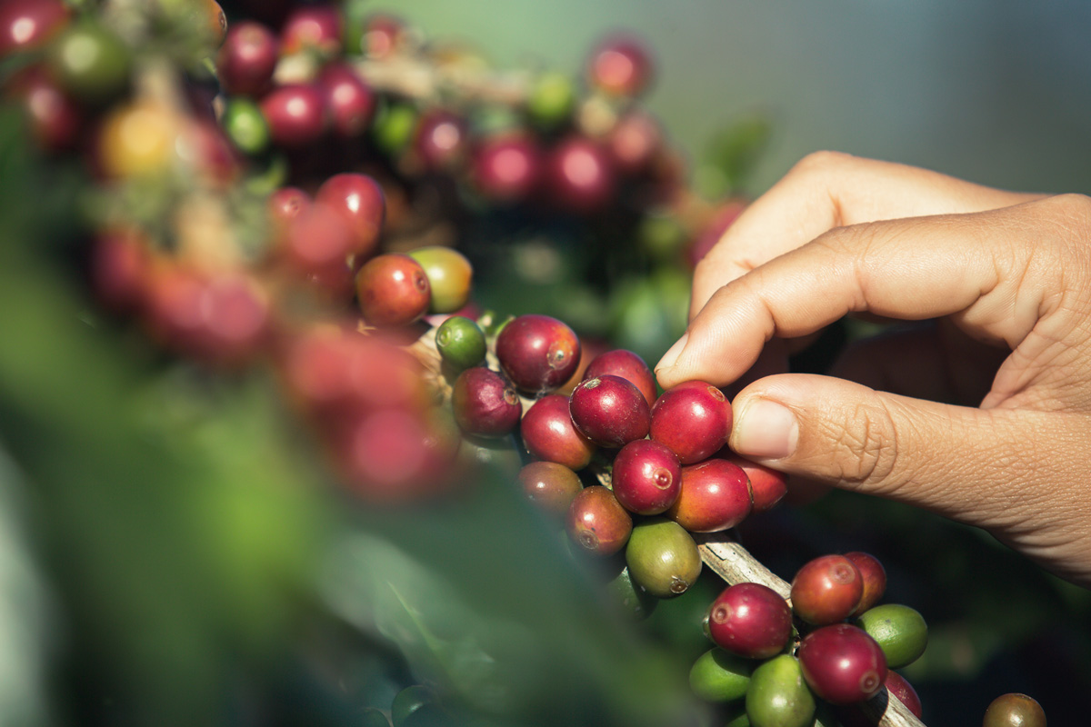 Hand picking red coffee cherries directly from green plant